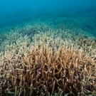 Acropora thicket