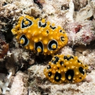 Dorid Nudibranch