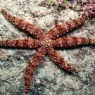 Friant\'s sea star