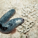 Pinkfish Sea Cucumber