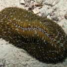 Solitary fungiid coral with feeding tentacles out.