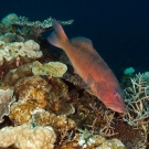 Leopard Coral Grouper