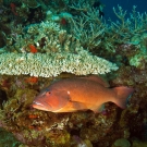 Coral Grouper