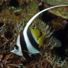 Longfin Bannerfish