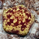 Cushion star