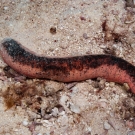 Pinkfish Sea Cucumber