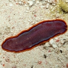 Fuchsia flatworm