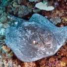 Thorny stingray