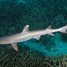 Whitetip reef shark