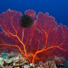 Gorgonian with black crinoid.