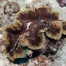 Fluted Giant Clam