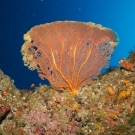 Gorgonian sea fan