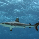 Grey Reef Shark