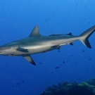 Grey reef shark