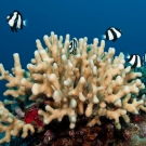 Hambug dascyllus fish finding a safe haven in a coral.