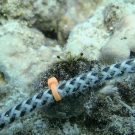 Hermit crab hiding near a transect line. 