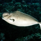 Humpnose unicornfish