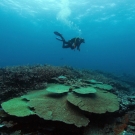 Fellow, Joao Monteiro, SCUBA diving at Pelotas Reef.