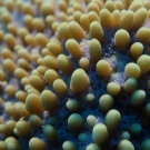 Macro view of \'Montipora\' coral.