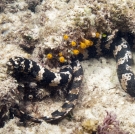 Turtle Headed Sea Snake