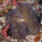 Pink Anemonefish