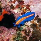 PolyClad Flatworm