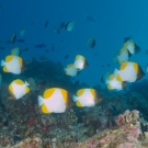 Pyramid Butterflyfish