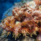 Scorpionfish