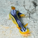 Streaked Chromodoris