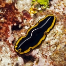 Unidentifiable Flatworm