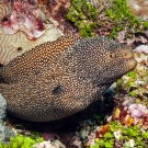 White Mouthed Moray