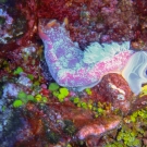 Undescribed Nudibranch