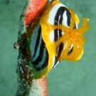 African Chromodorid