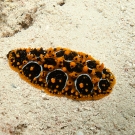 Ocellated Phyllidia