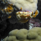 Kunie\'s Chromodoris