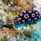 Undescribed Nudibranch