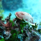 Undescribed Nudibranch