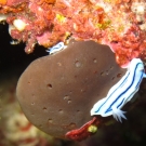 Willian\'s Chromodoris