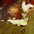 Dark Margin Glossodoris