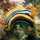 African Chromdorid