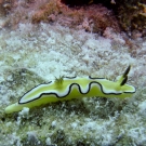 Dark Margin Glossodoris