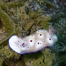 Undescribed Nudibranch