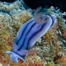 Loch\'s Chromodoris