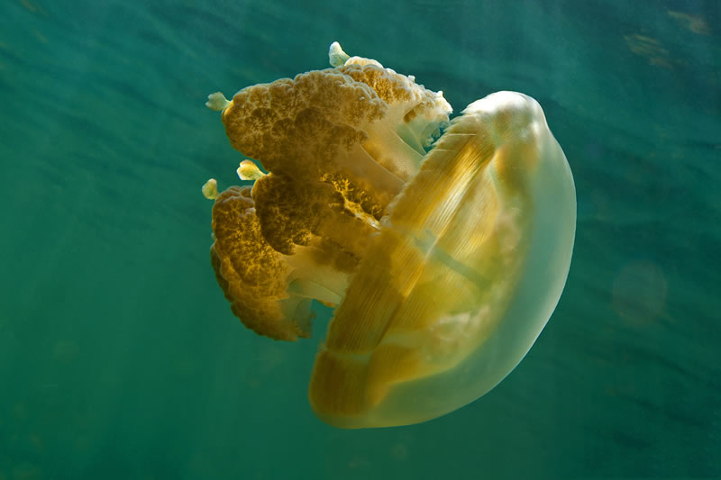 Golden Jellyfish differ from their oceanic kin the Spotted Jellyfish by the lack of spots on the dome and the greatly reduced stinging clubs (small tabs) on the ends of the frilled oral arms.