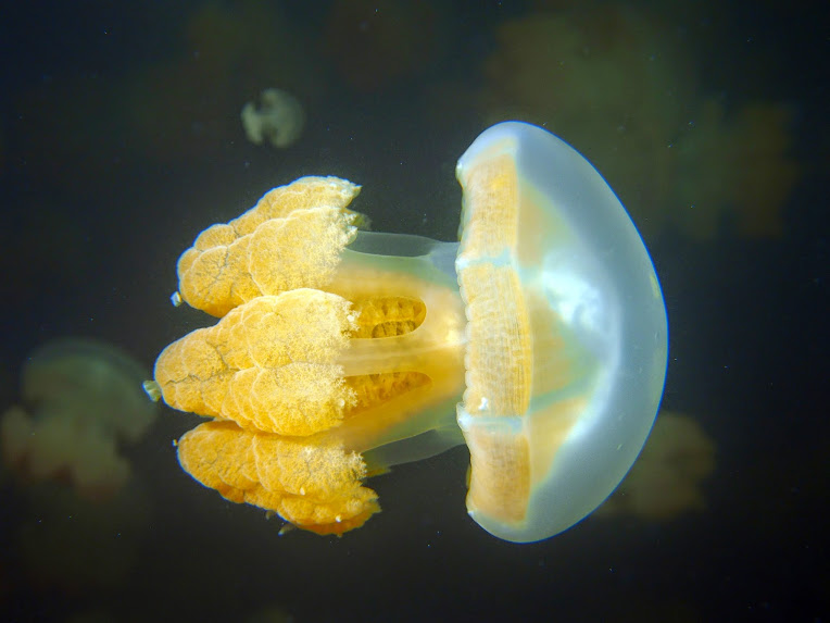 These jellies don\'t sting. They don\'t have stinging cells, which jellies often use to catch their dinner. Instead, these jellies host symbiotic algae in their tissues (zooxanthellae -seen in yellow) which provide the jellies with nutrients.
