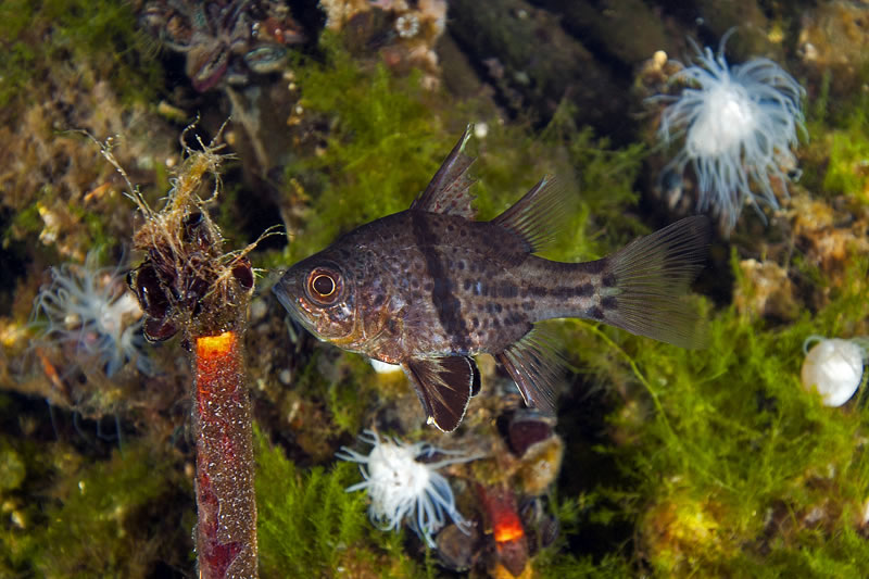 One of two fish species in the lake, the Orbicular Cardinalfish (Sphaeramia orbicularis) are curious and unafraid.