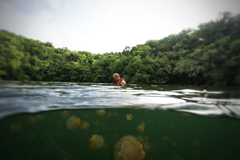 Tourists are allowed to snorkel in Jellyfish Lake, but no diving is allowed.