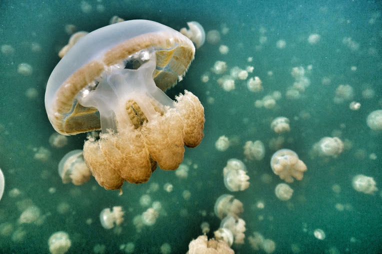 People can swim with these jellies without fear of being stung, these jellies lost their sting. They still do have stinging cells, called nematocysts, but they\'re not strong enough to harm people.