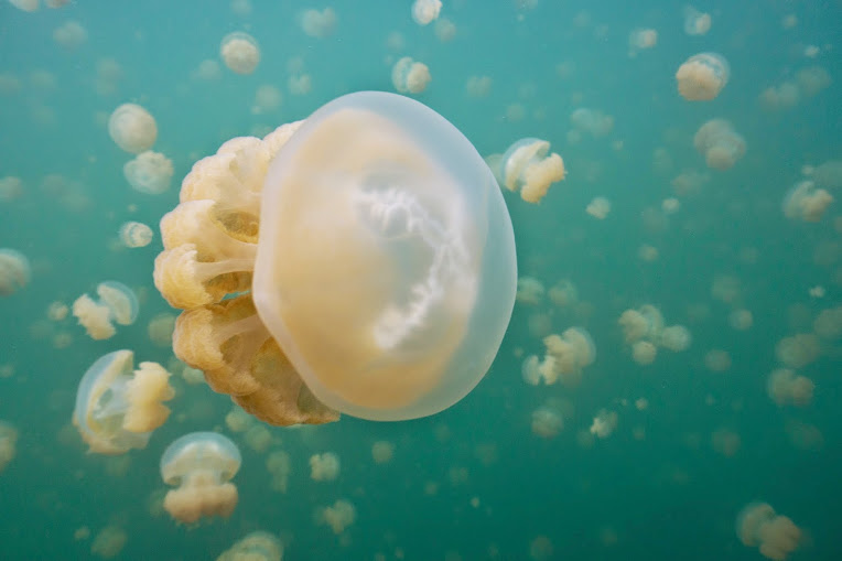 Although the jellyfish look big in these pictures, most of them are smaller than your hand.