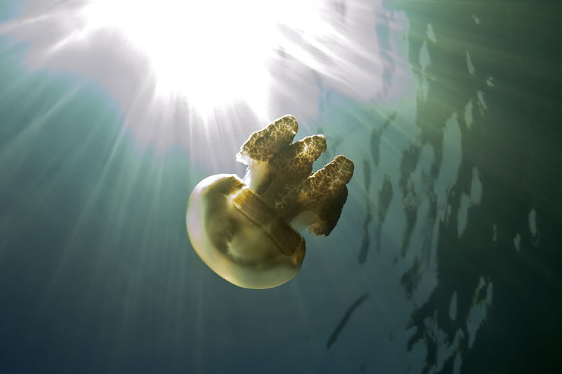 Solar powered Golden Jellyfish with its energy source.